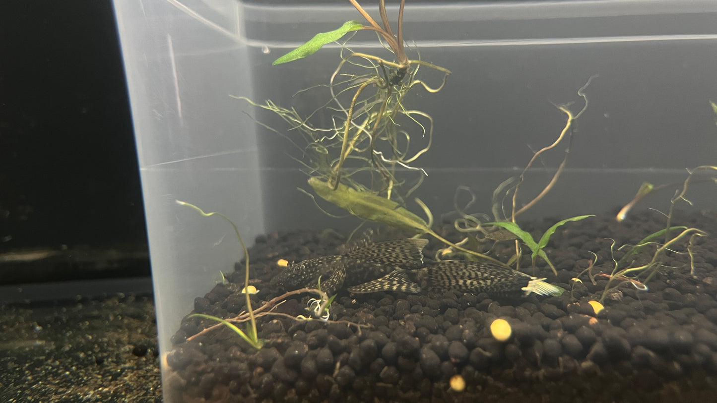 Longfin Bristle Nose Pleco