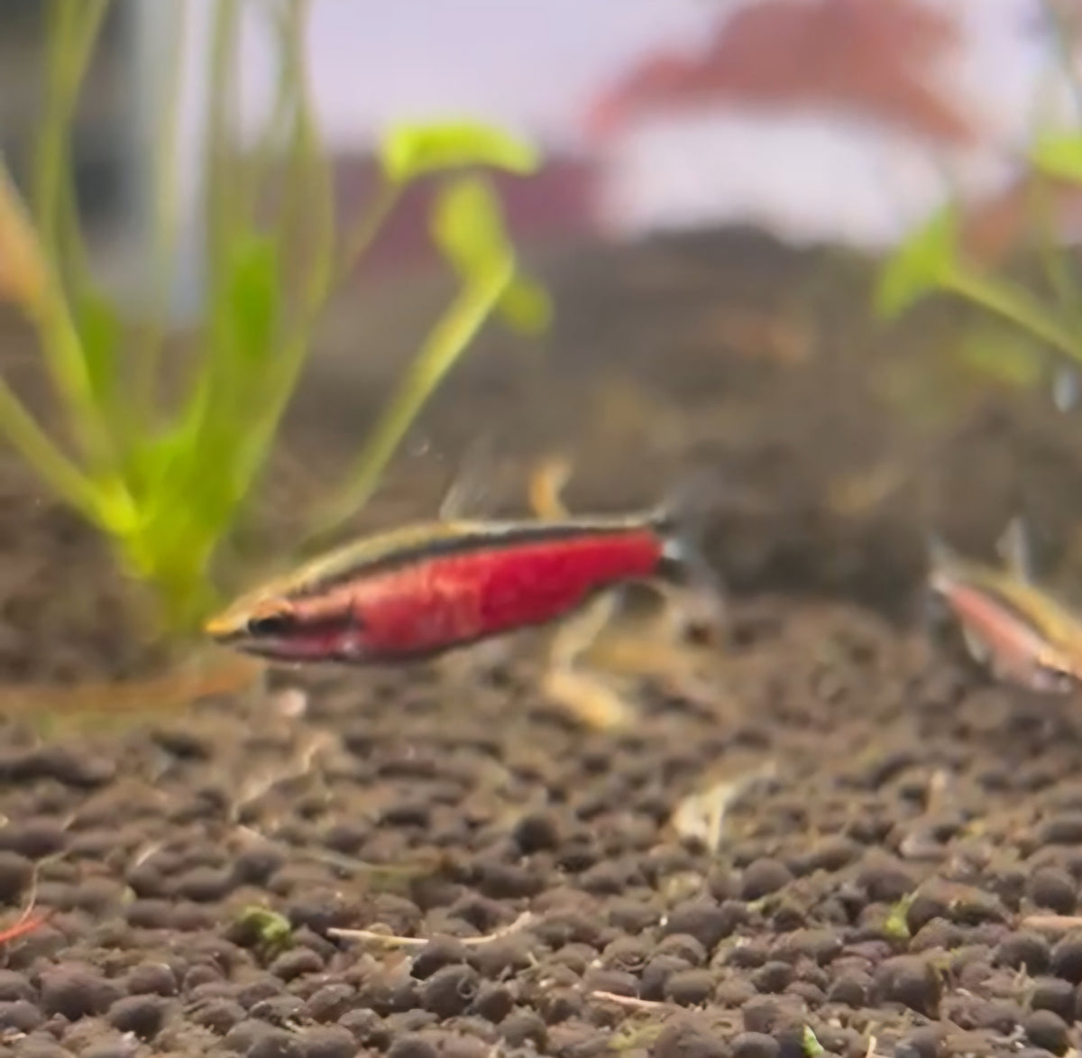 Cenepa Pencilfish