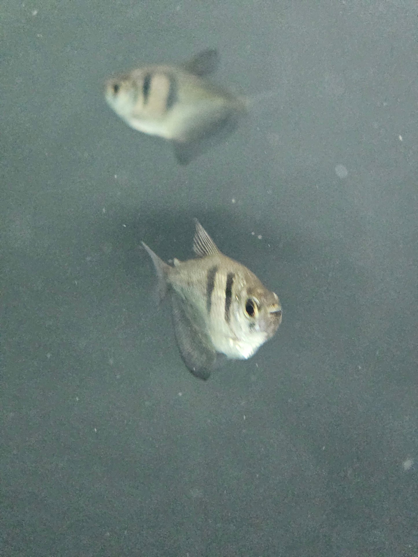 Two Black Skirt Tetra swimming in a dark aquarium