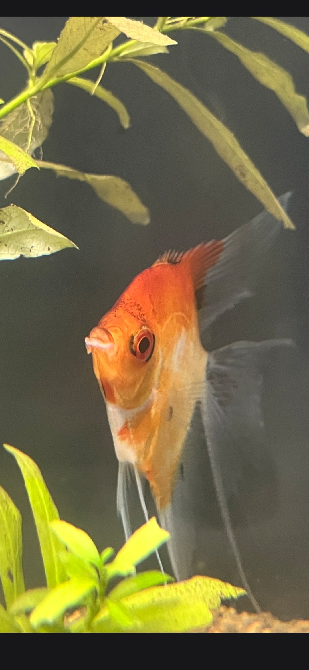 Red Devil Angelfish "veil tail"