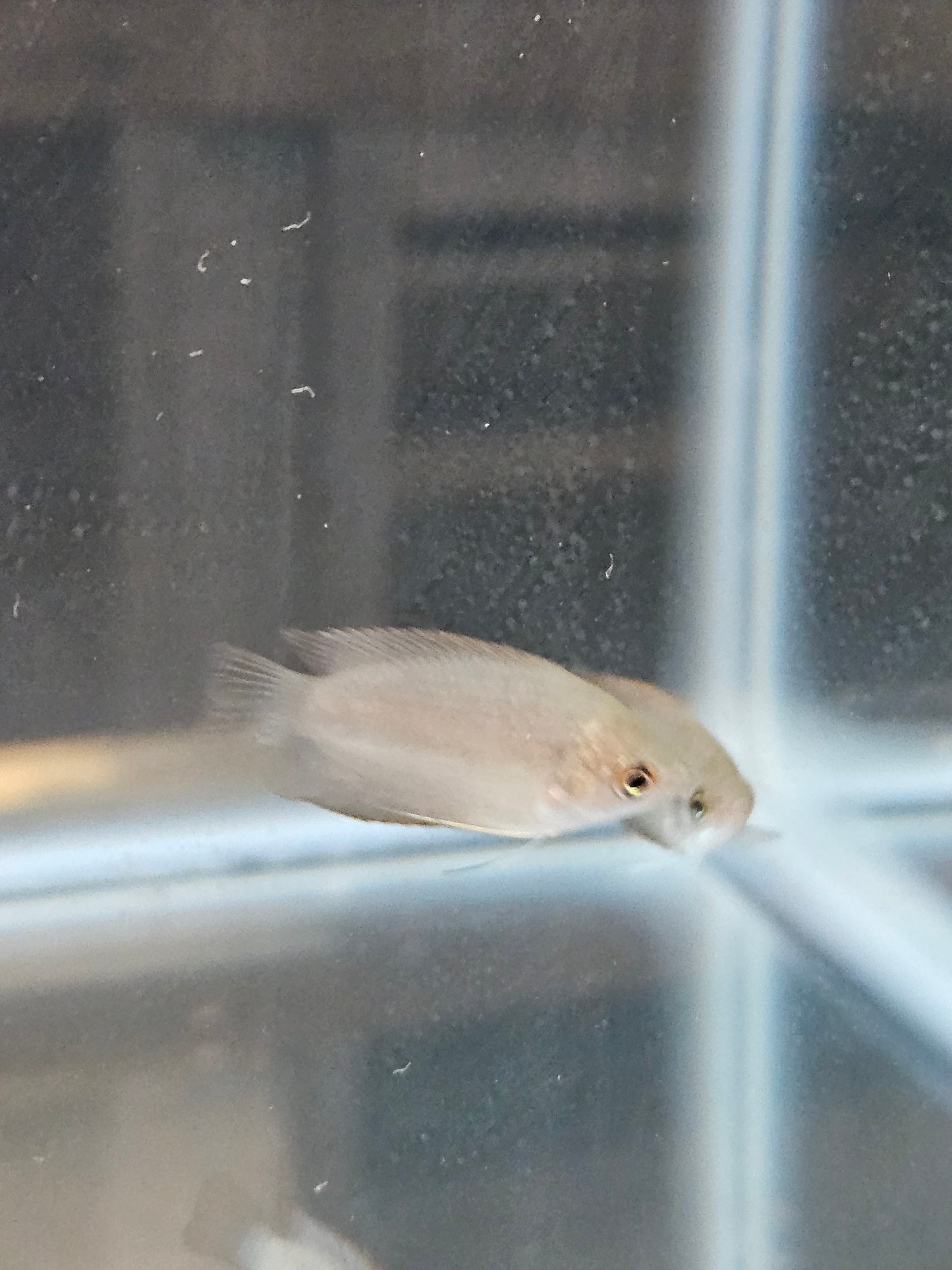 Gold Honey Gourami