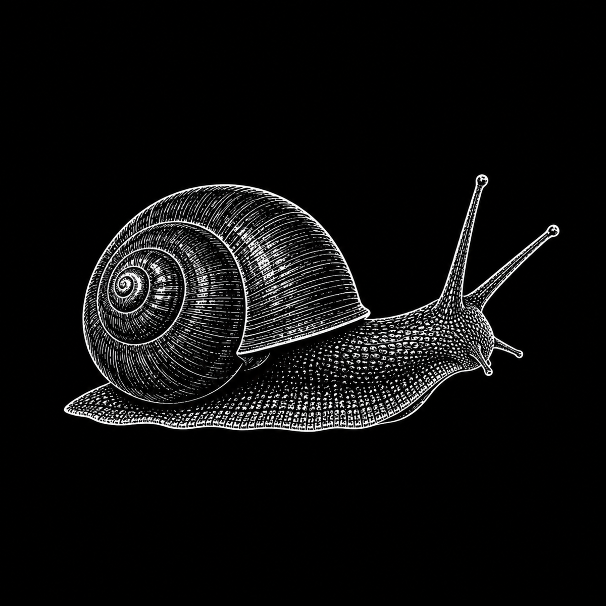 Spixi Snail