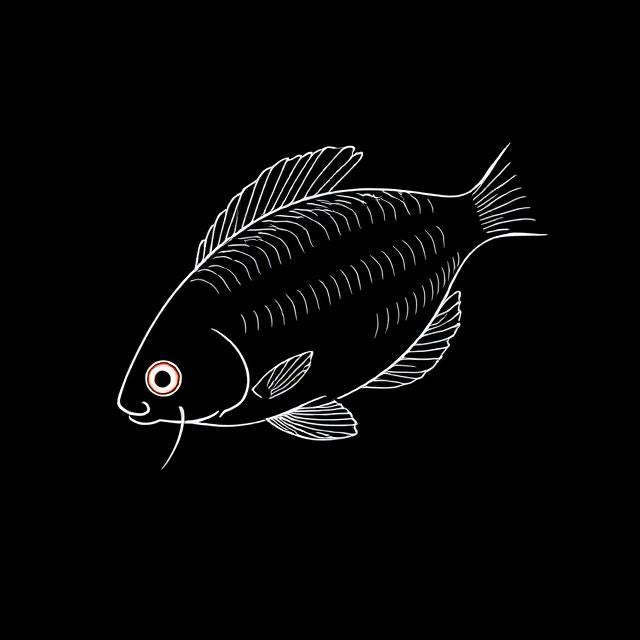Red Honey Gourami
