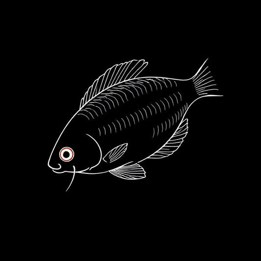 Red Honey Gourami