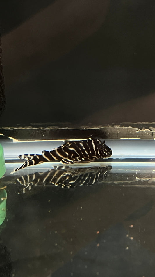 L333 King Tiger Pleco