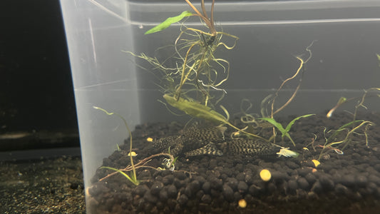 Longfin Bristle Nose Pleco