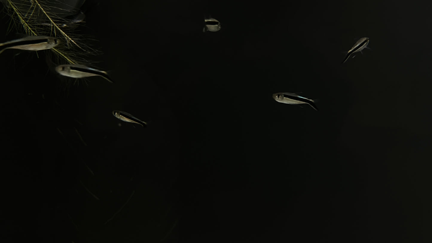 Penguin Tetra swimming in a dark water body