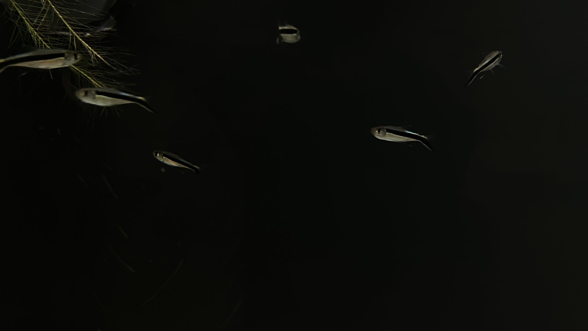 Penguin Tetra swimming in a dark water body