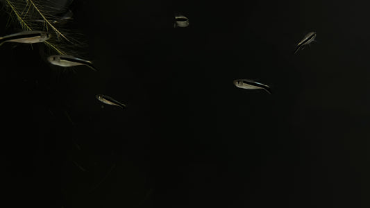 Penguin Tetra swimming in a dark water body