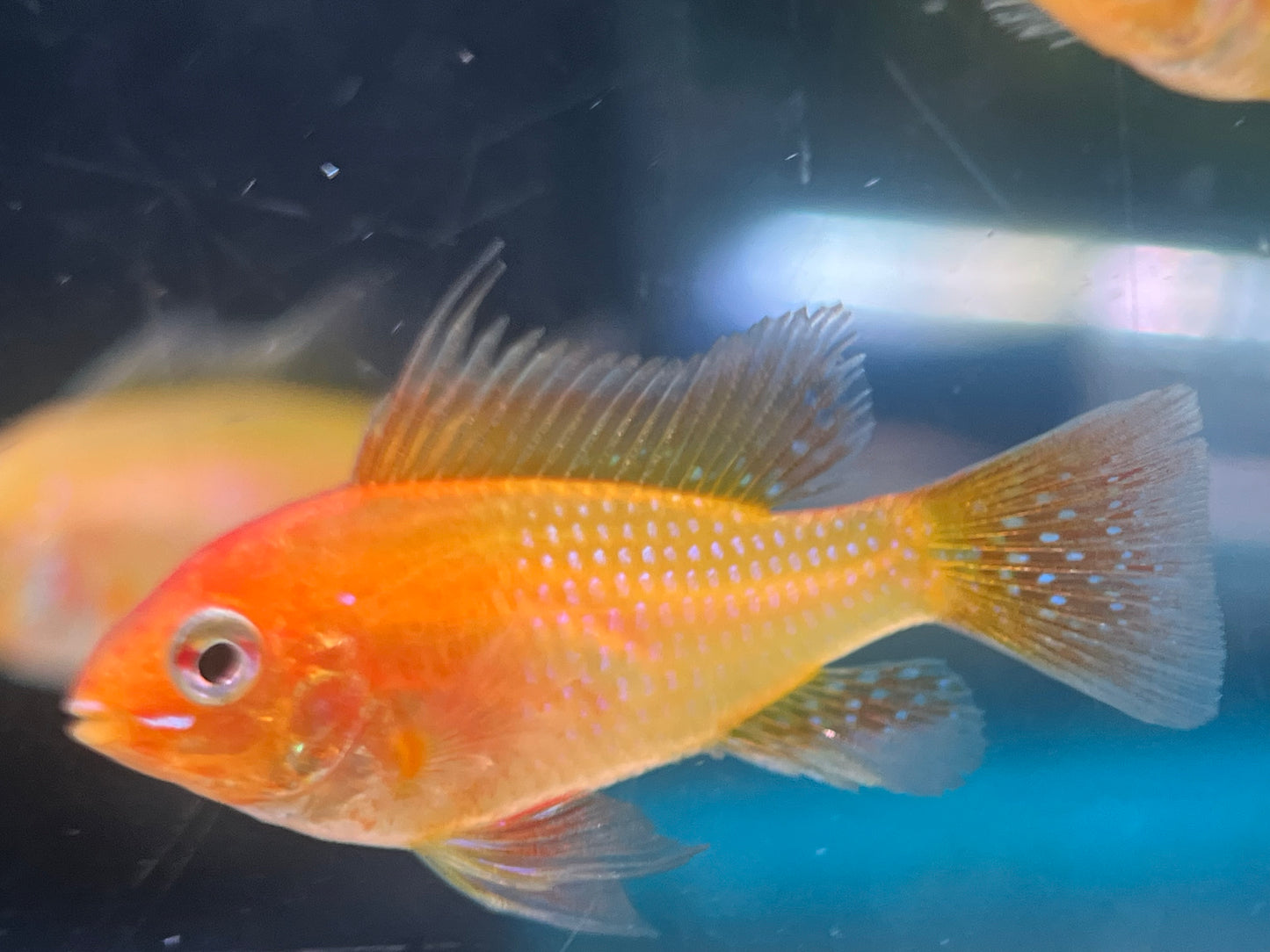 German Blue Ram "sunset"
