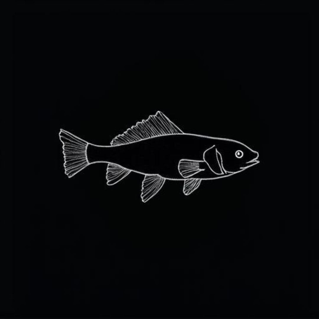 White Cloud Mountain Minnow