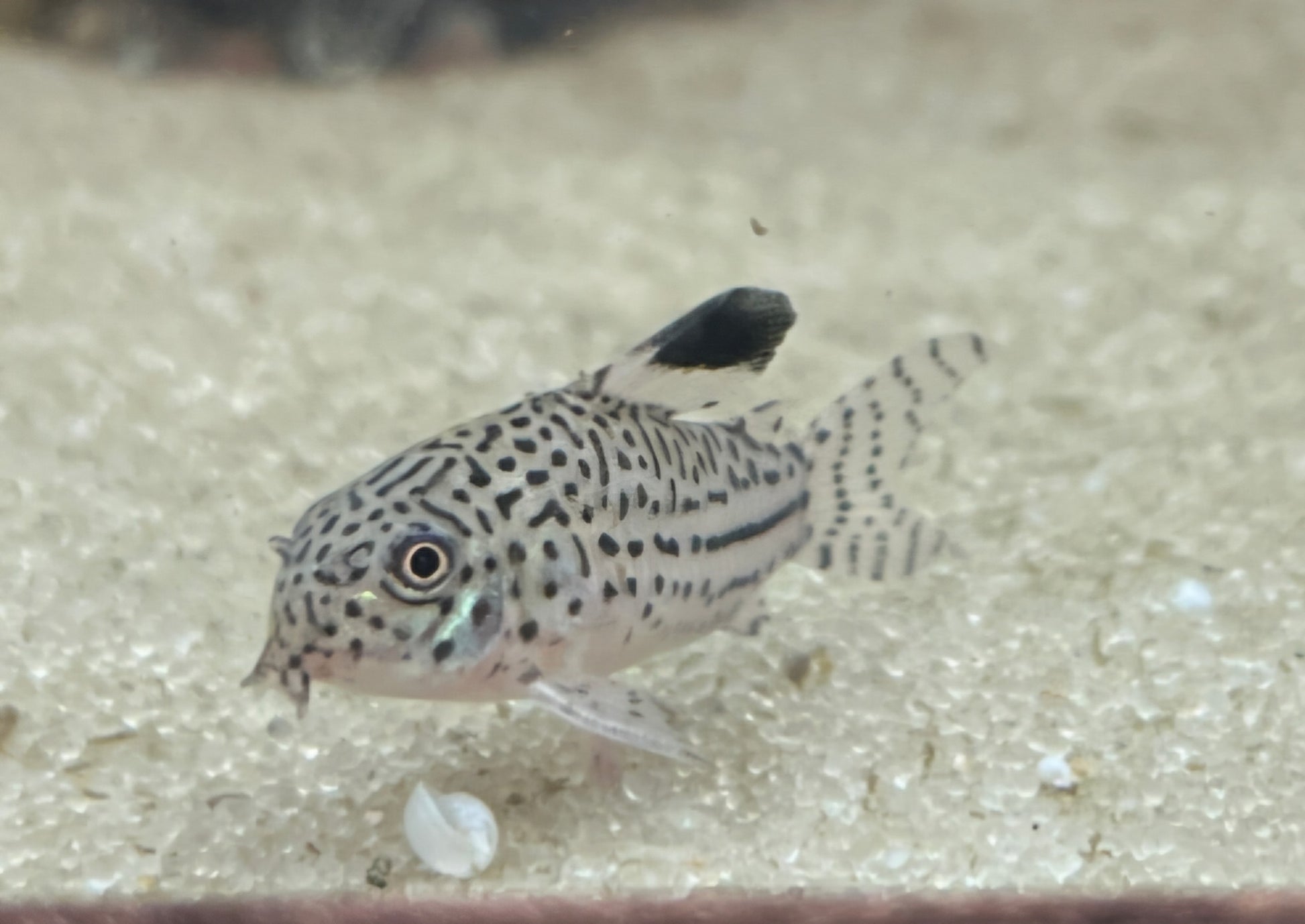 julii corydora on a sandy substrate