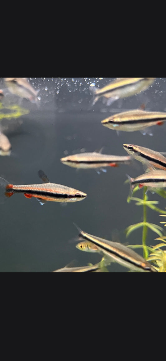 Golden Beckford Pencil Fish