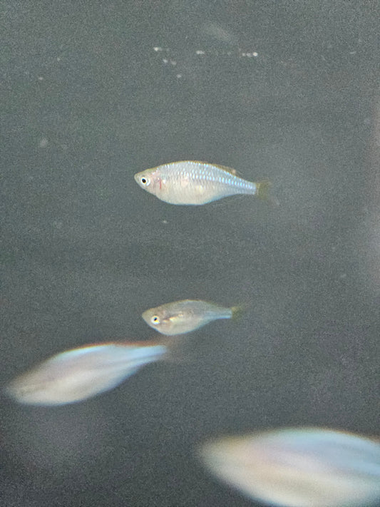 Three Dwarf Praecox Rainbow fish swimming in a dark water environment