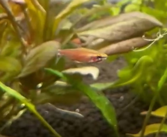 Amaya Pencilfish