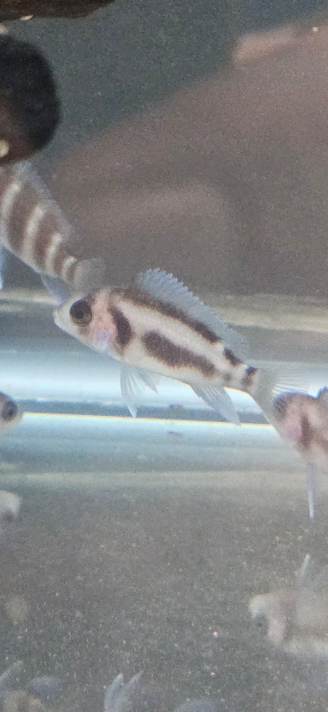 Black Widow Frontosa swimming in an aquarium.