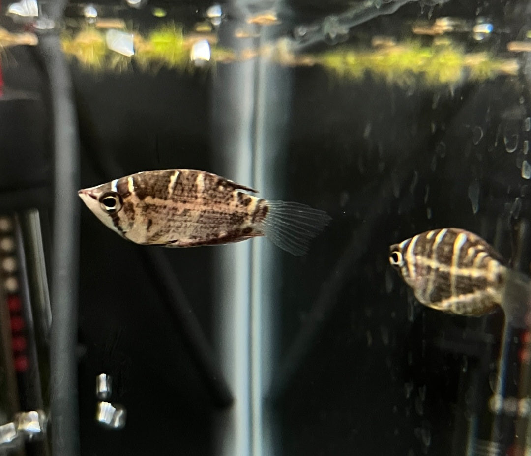 Chocolate Gourami swimming in an aquarium with a blurred background