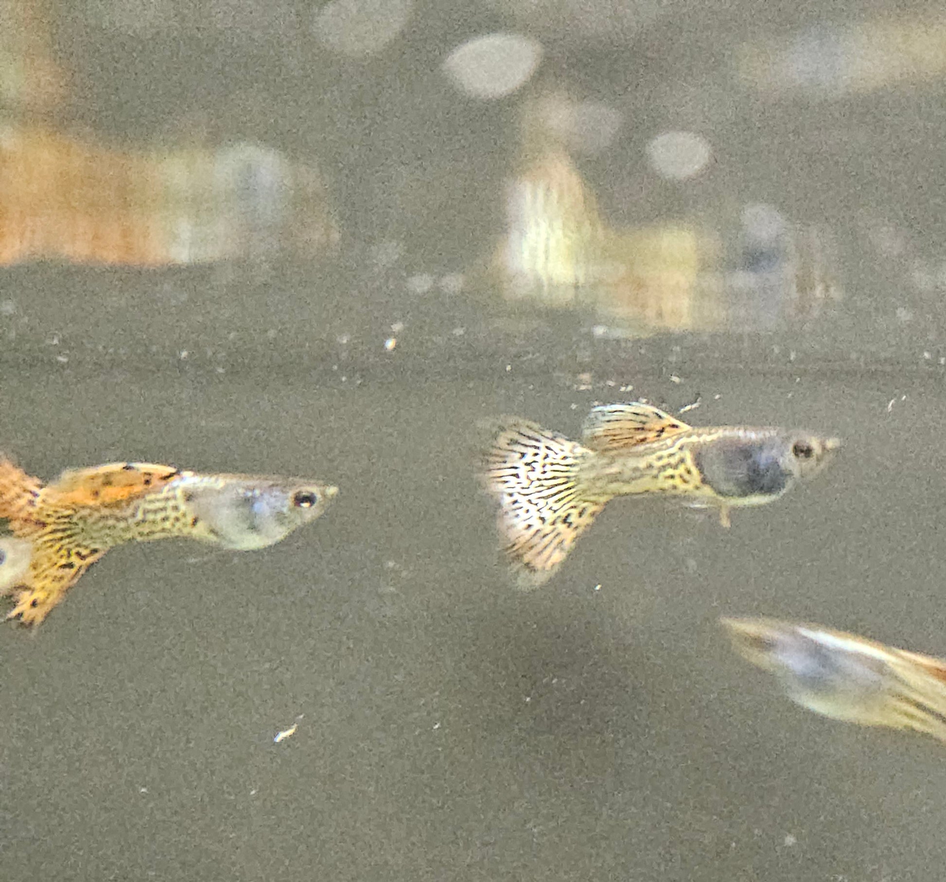 Guppy fish swimming in water with a blurred background