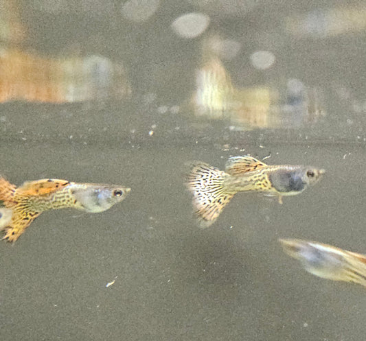 Guppy fish swimming in water with a blurred background