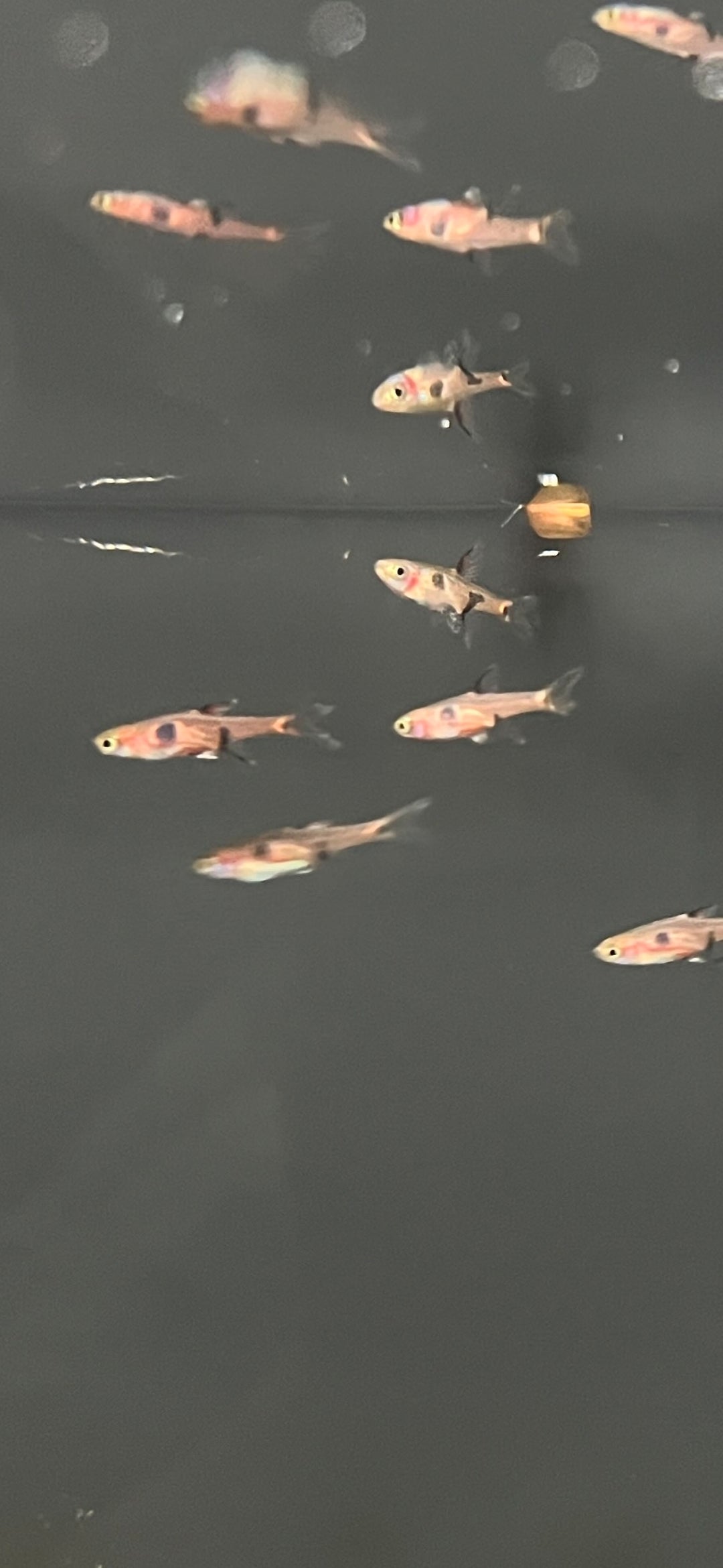 Strawberry Rasbora swimming in aquarium