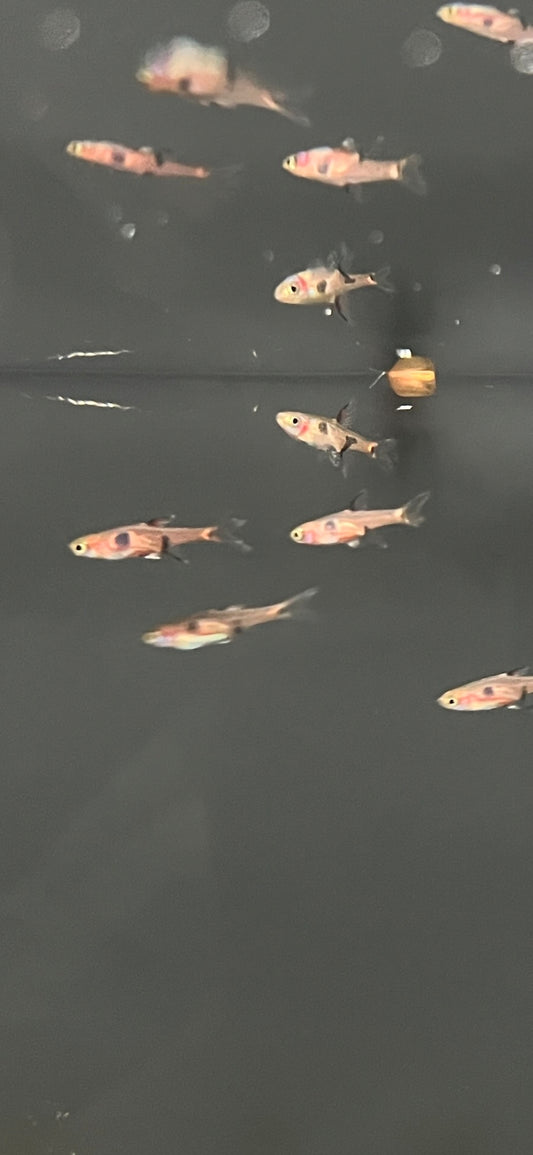 Strawberry Rasbora swimming in aquarium