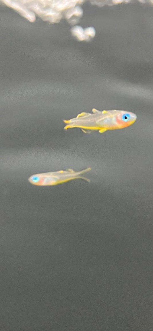 Forktail Rainbow