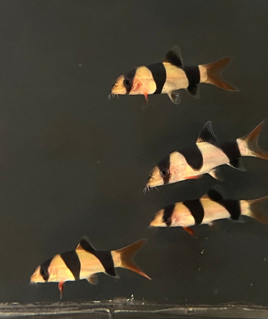 Three clown loachs swimming in a dark aquarium