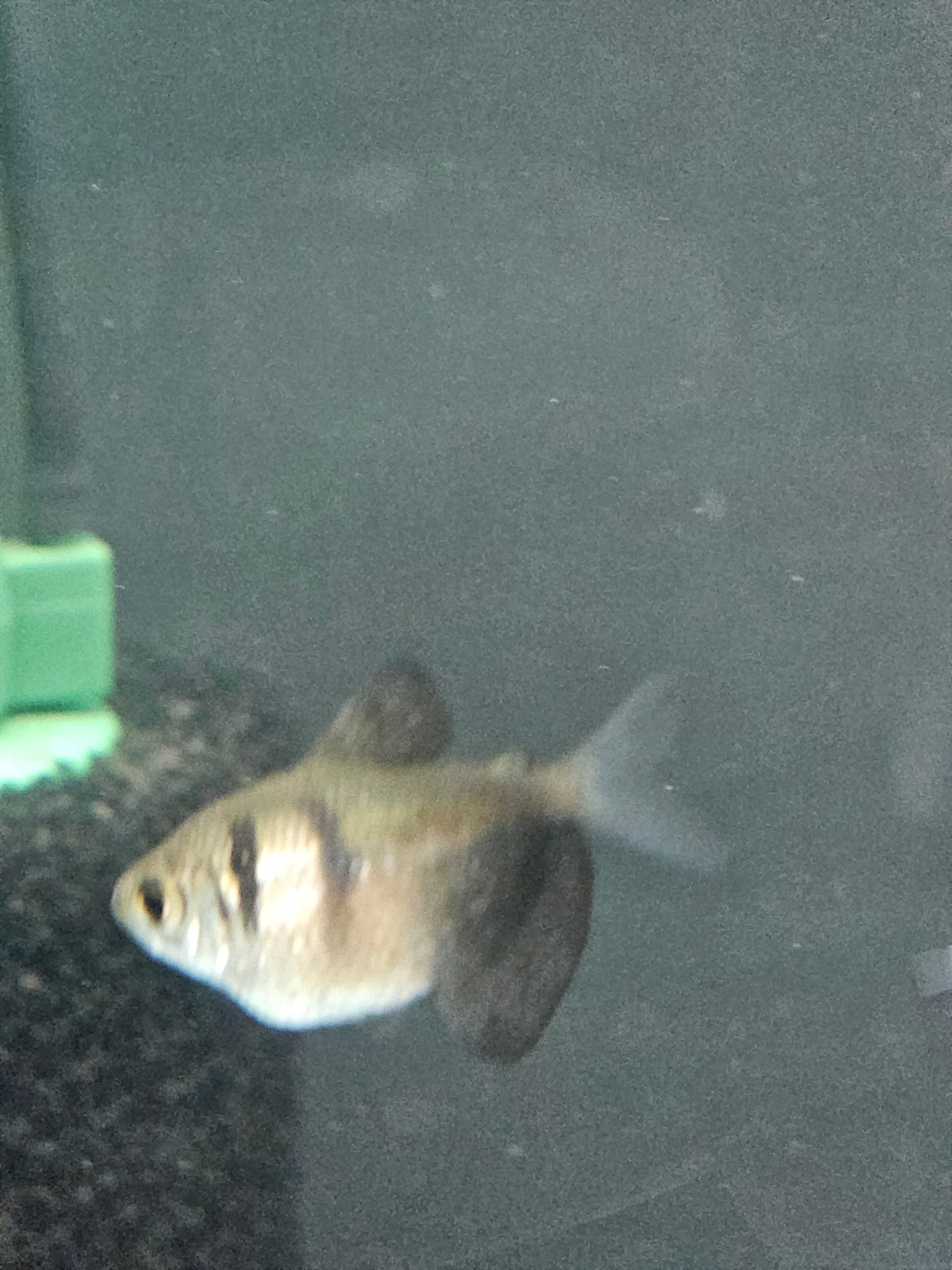 Black Skirt Tetra swimming in a tank with a dark background