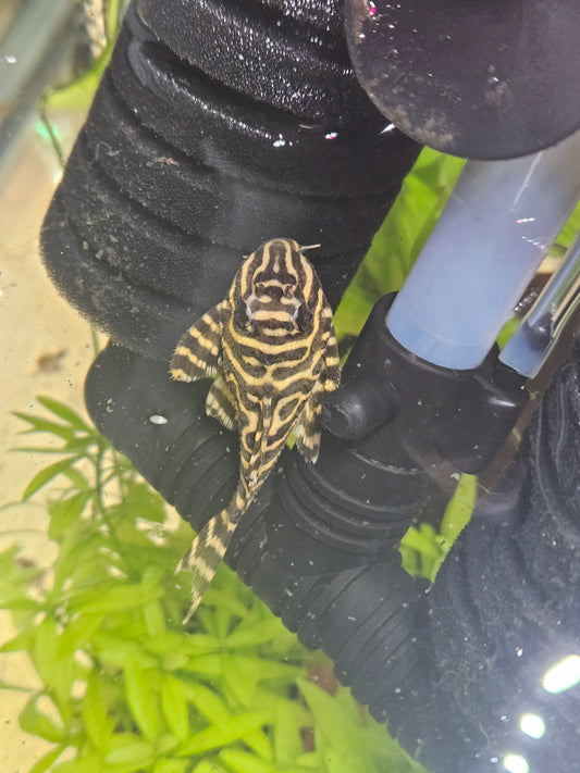 L333 King Tiger Pleco "Yellow"
