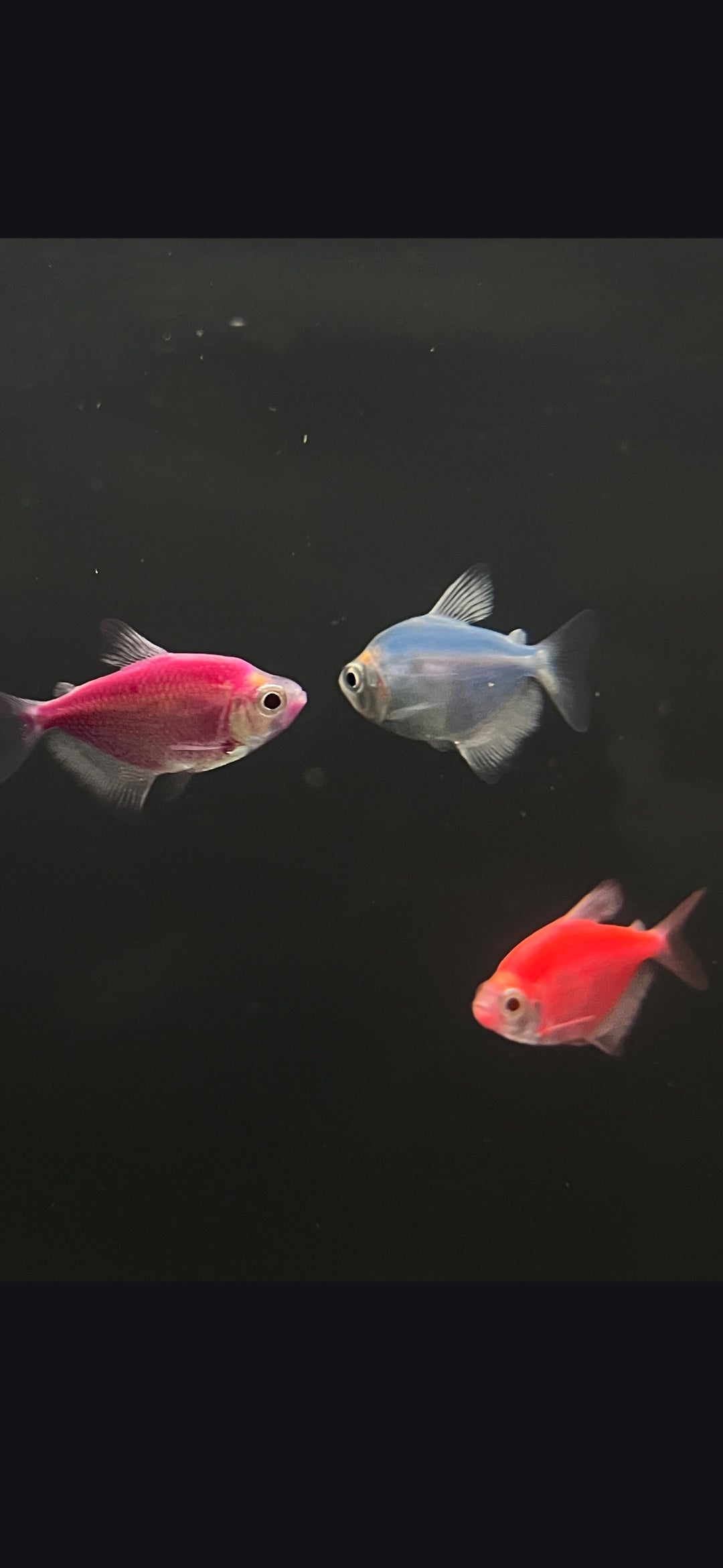Glow Tetra