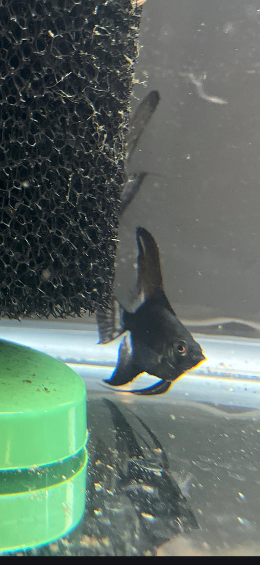 Green Avatar Angelfish