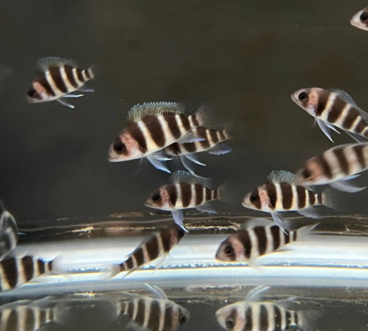 Burundi Frontosa swimming in a tank with a dark background