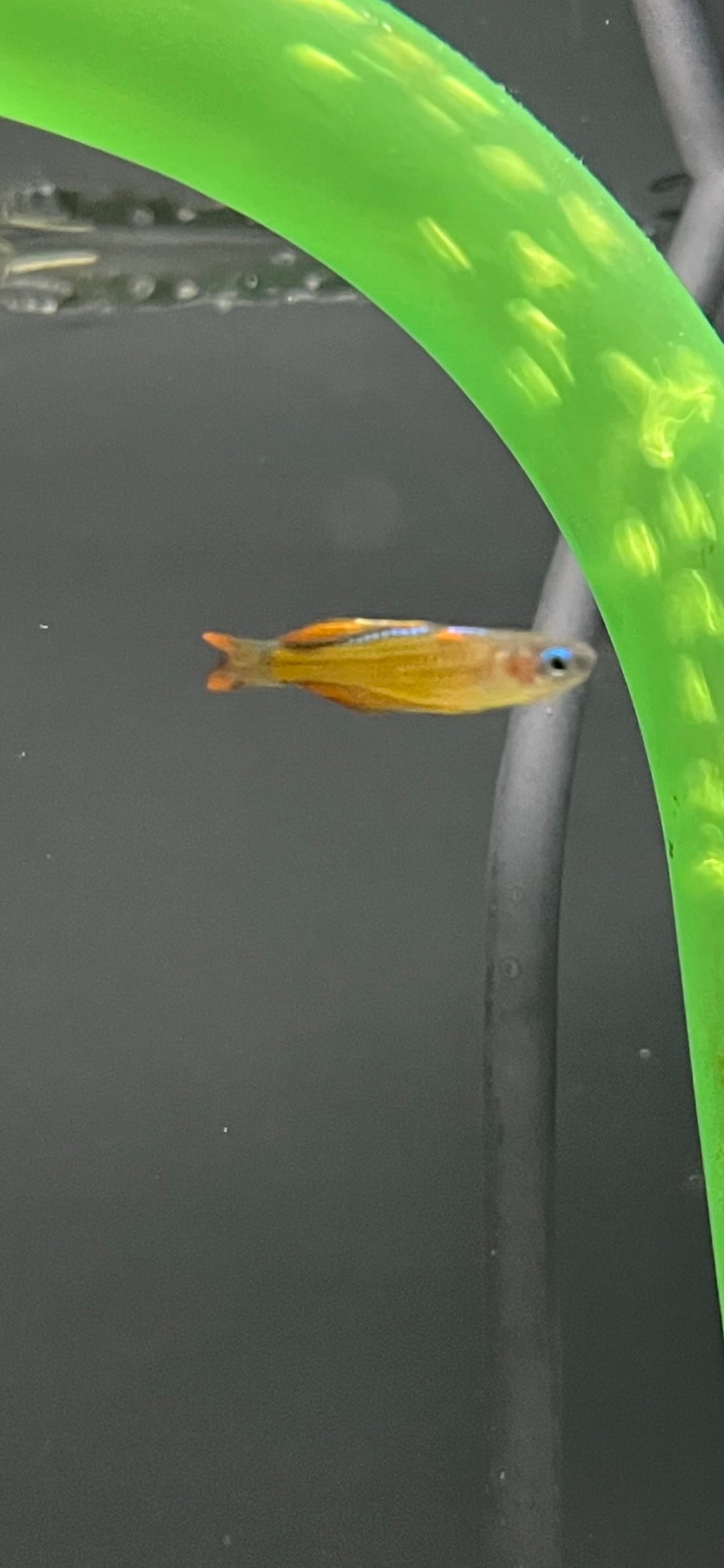 Red Neon Blue Eyed Rainbow